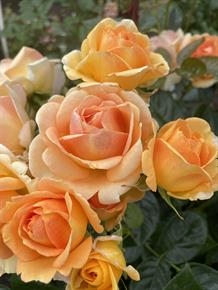 Ulf Pilgaard rose TM Plant'n' Relax®